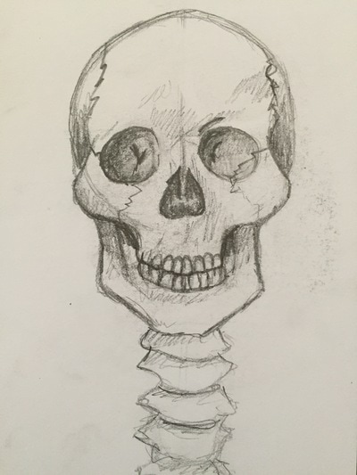 Skull, Black and White, Pencil, Sketch, Study
